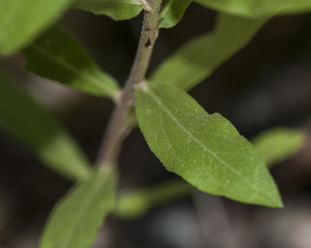 Sparseflower Goldenrod Leaves