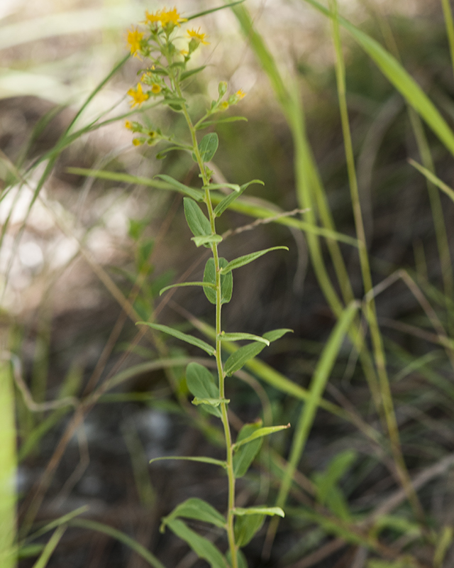Sparseflower Goldenrod Plant