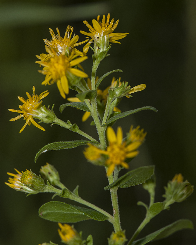 Sparseflower Goldenrod Stem