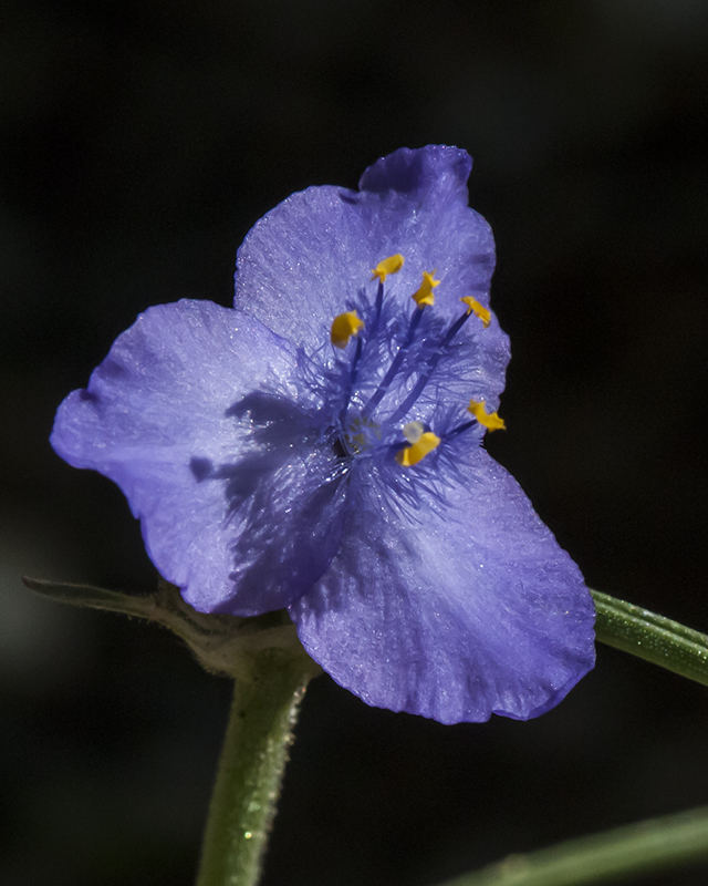 Spiderwort Flower