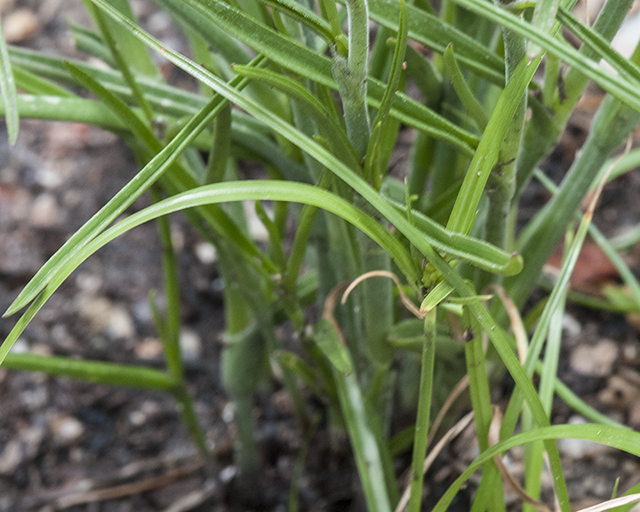 Spiderwort Leaves