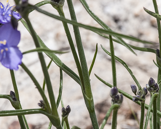 Spiderwort Leaves