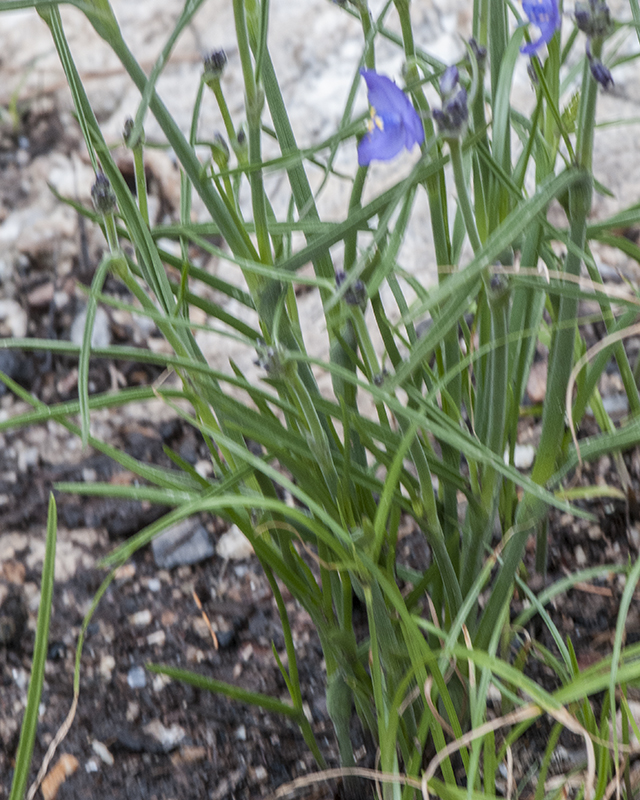Spiderwort Plant