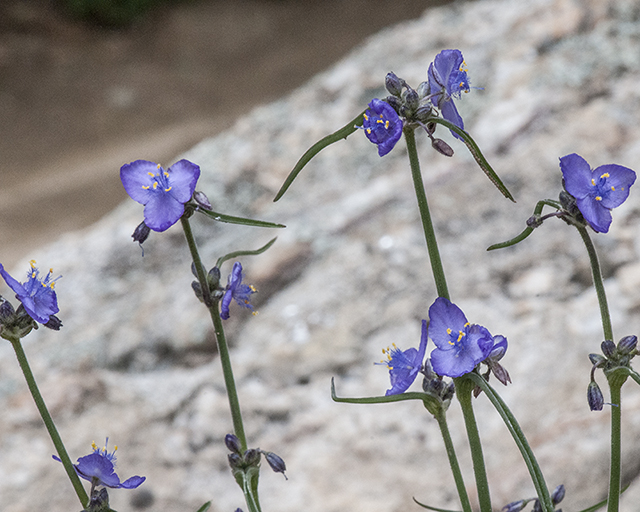 Spiderwort Stems