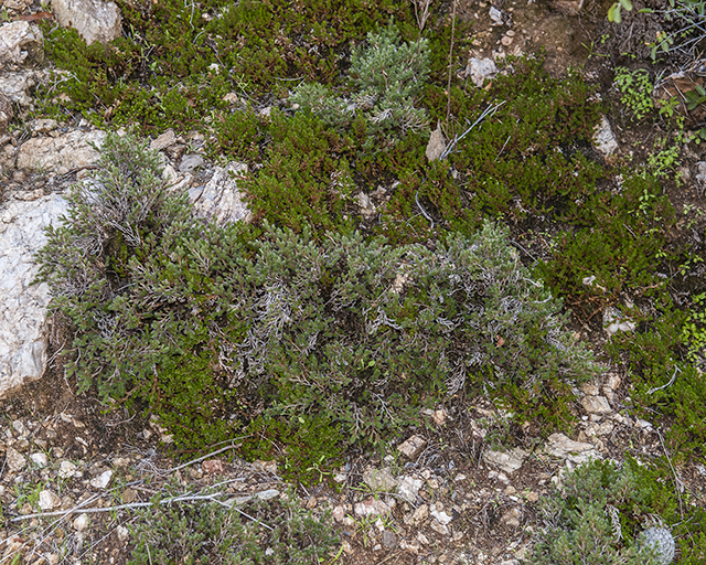 Both Spikemoss Plants