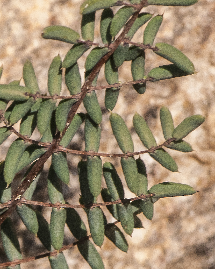 Spiny Cliff Brake Leaflet