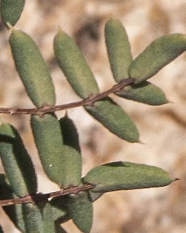 Spiny Cliff Brake Leaflet