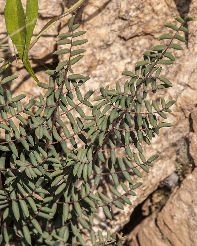 Spiny Cliff Brake Leaves