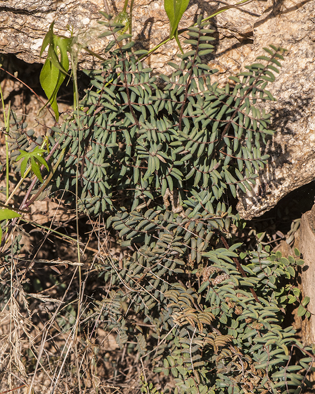 Spiny Cliff Brake Plant