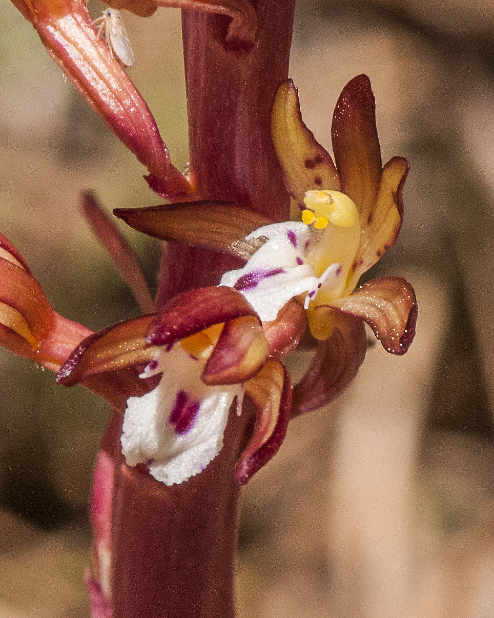 Spotted Coral Root Flower