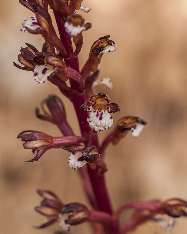 Spotted Coral Root Stem