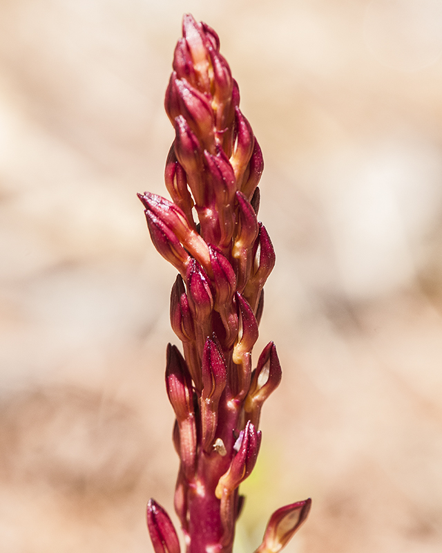 Spotted Coral Root Tip