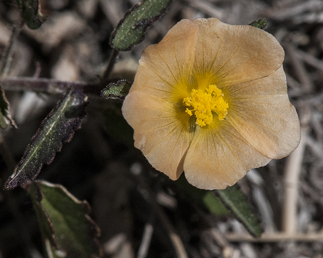 Spreading Fanpetals Flower