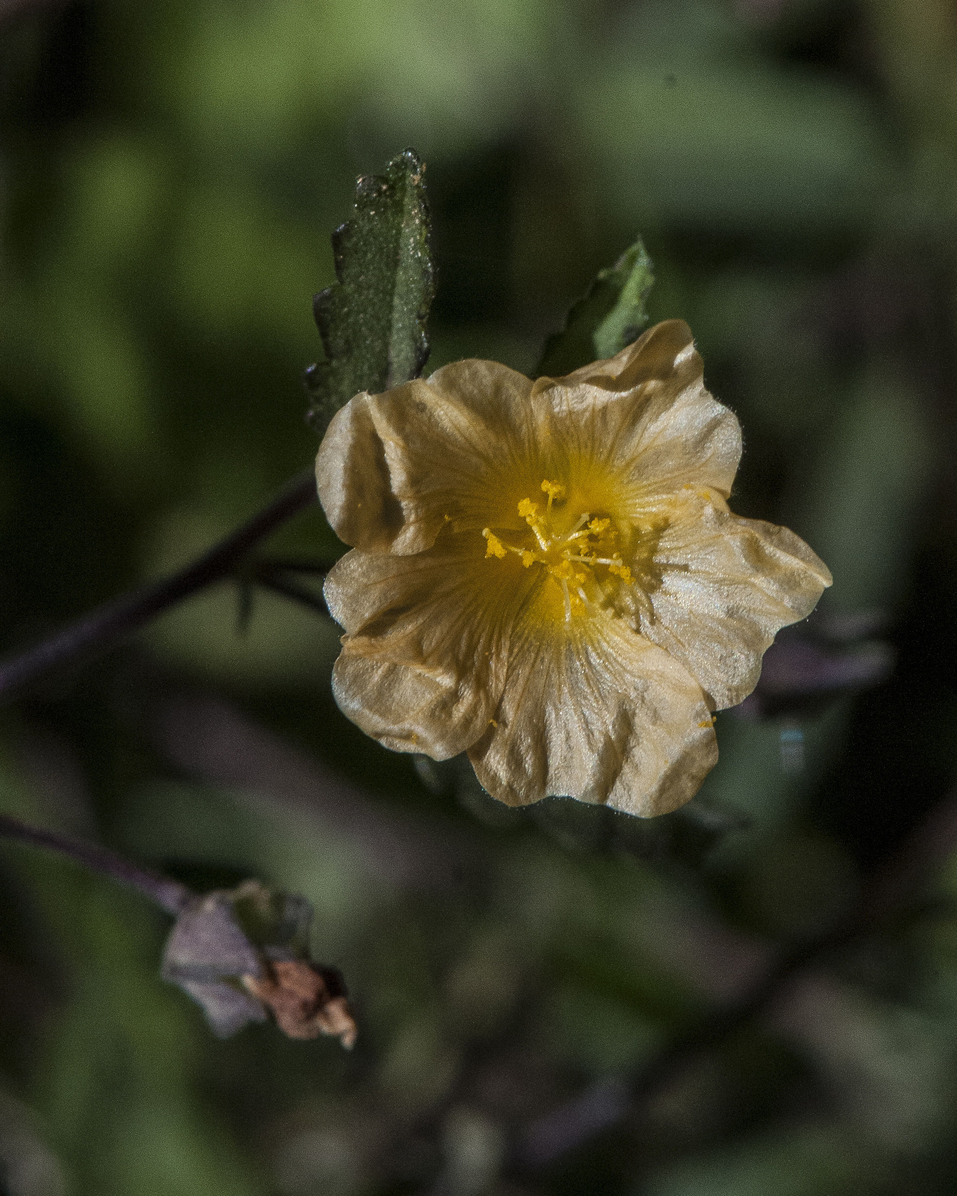 Spreading Fanpetals Flower