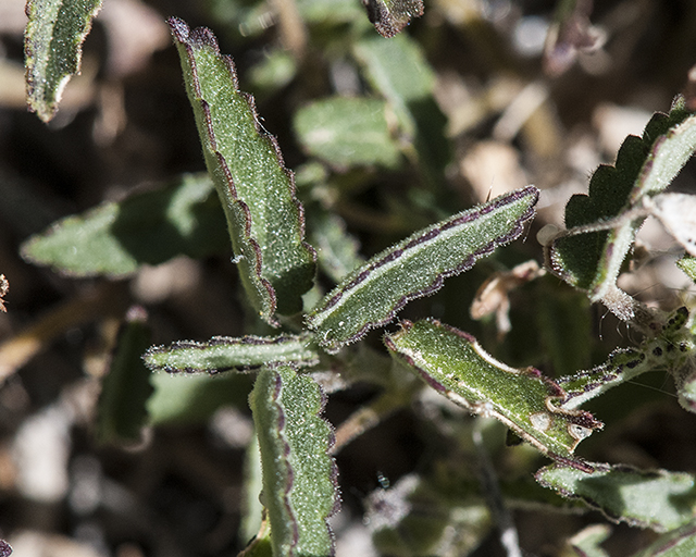 Spreading Fanpetals Leaves