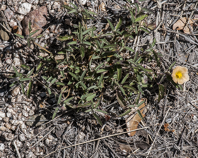 Spreading Fanpetals Plant