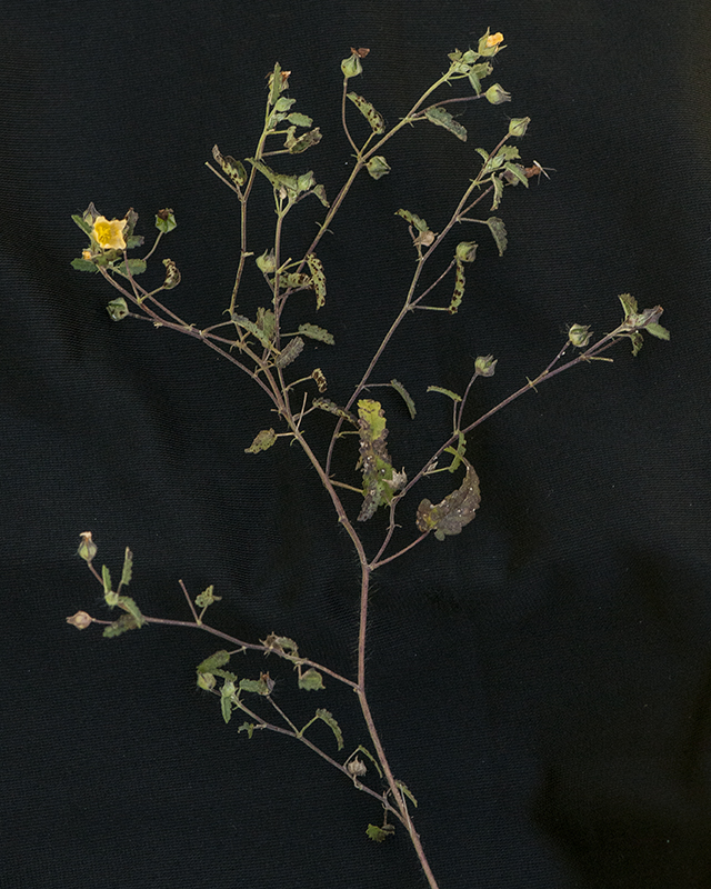 Spreading Fanpetals Stem