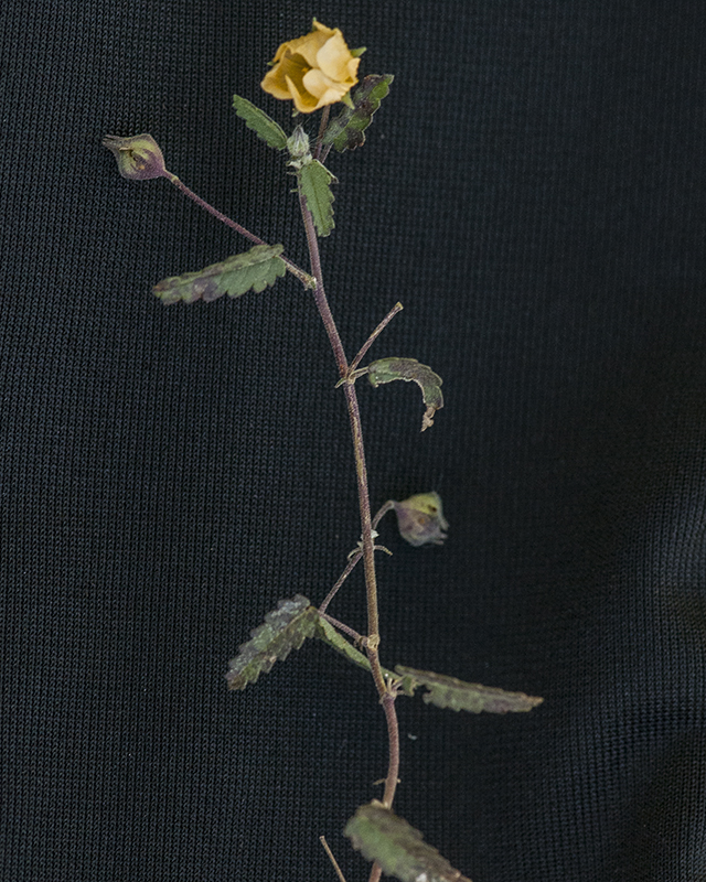 Spreading Fanpetals Stem