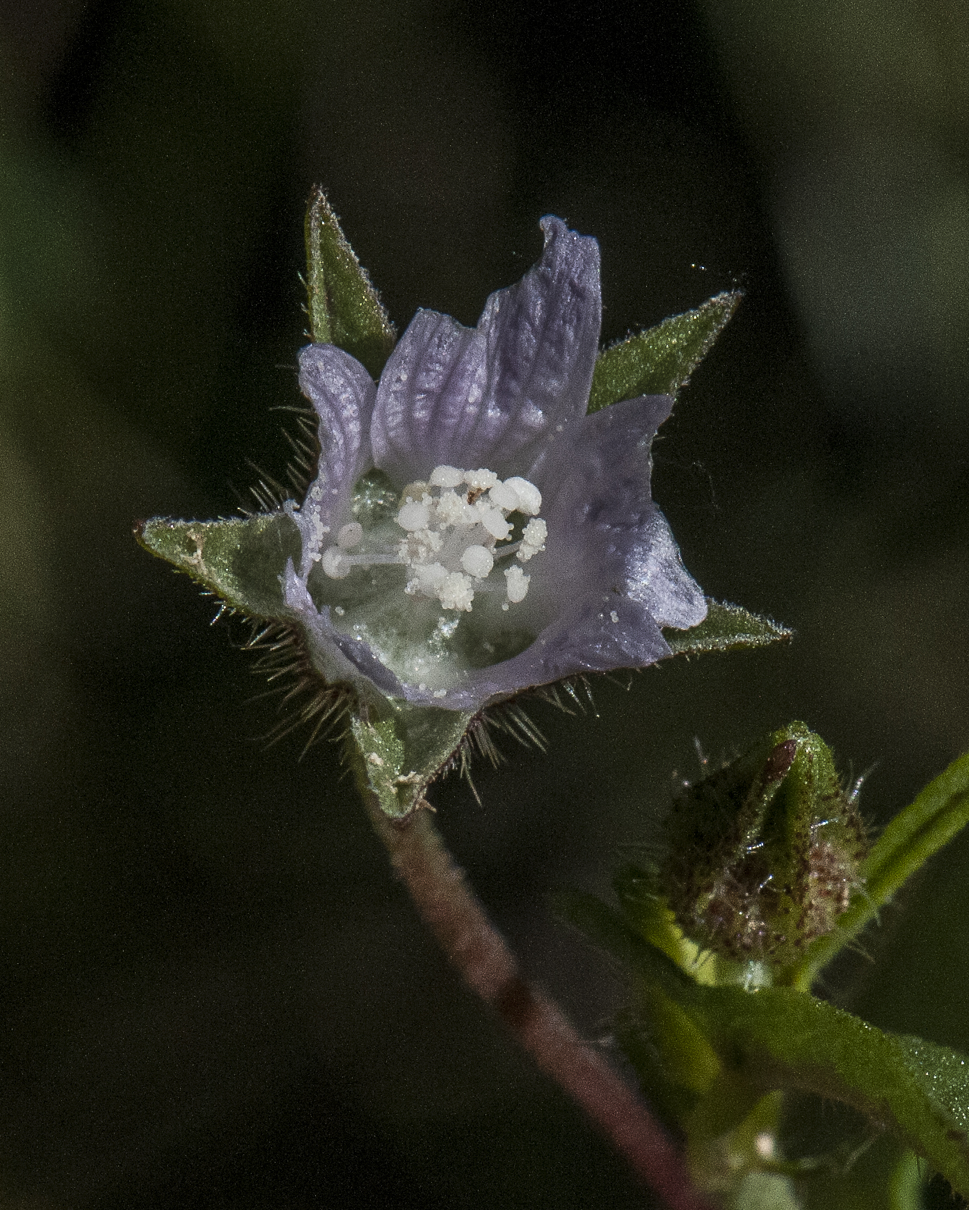 Spurred Anoda Flower