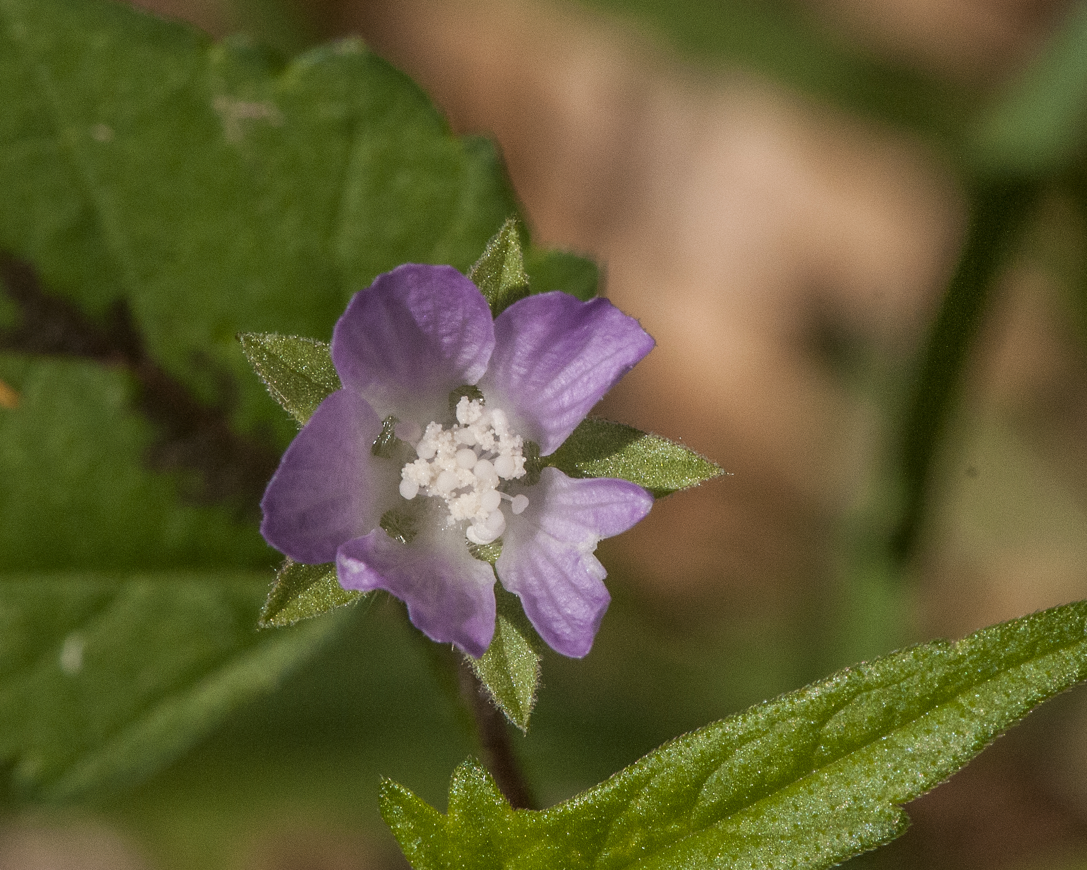 Spurred Anoda Flower