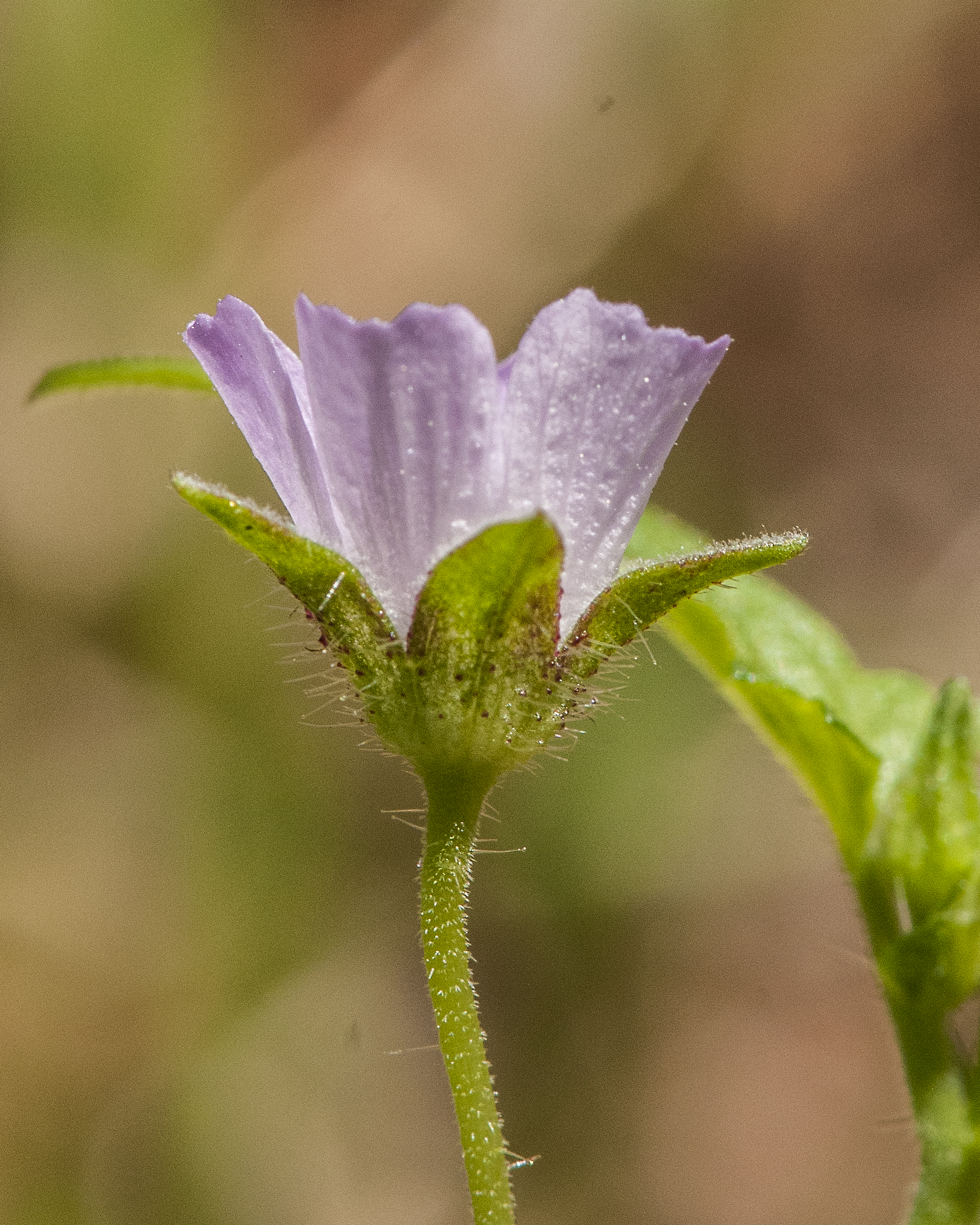 Spurred Anoda Flower