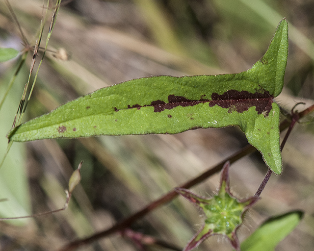 Spurred Anoda Leaves
