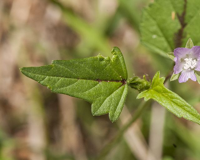 Spurred Anoda Leaves
