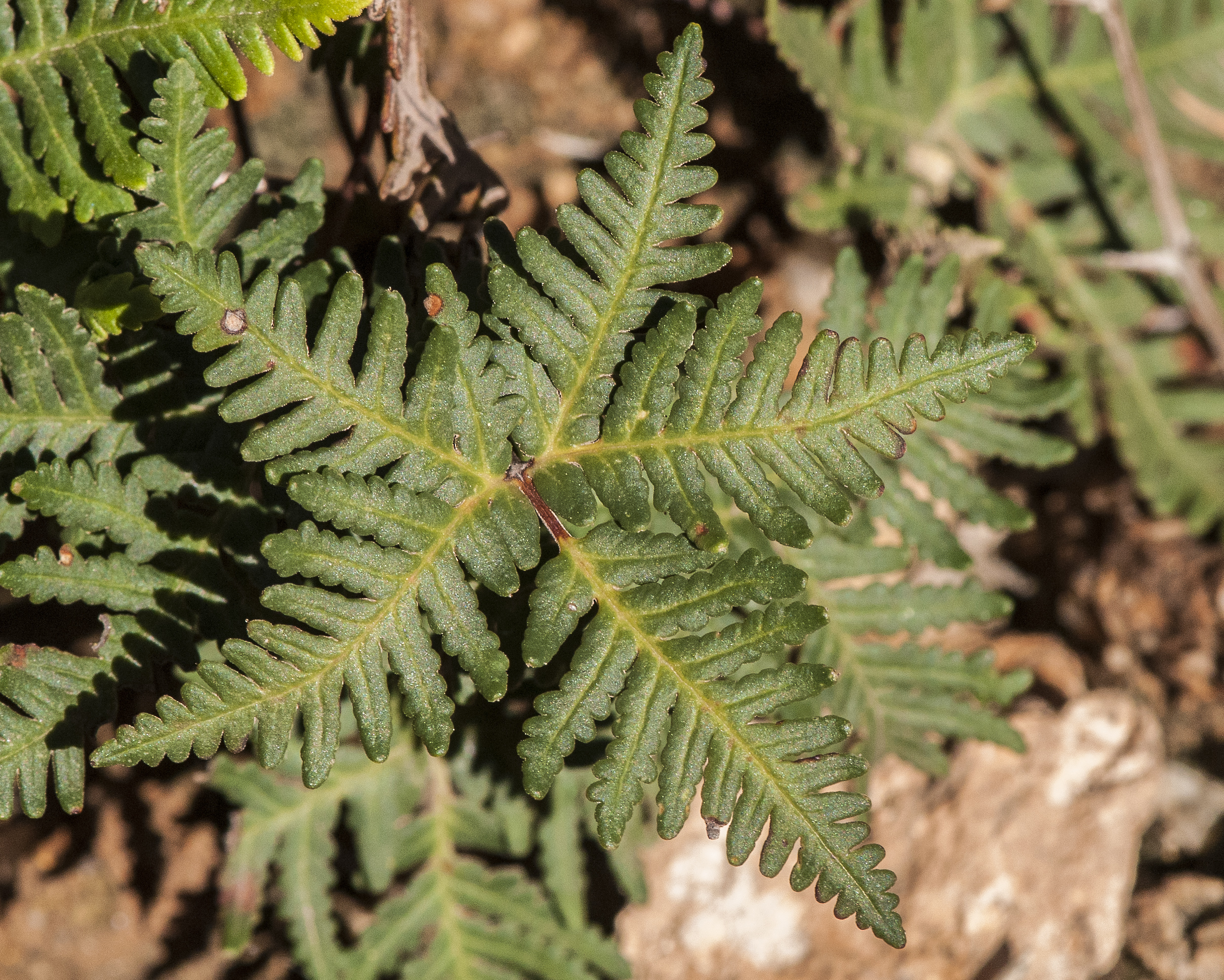 Star Cloak Fern Leaf