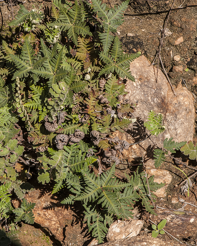 Star Cloak Fern Plant
