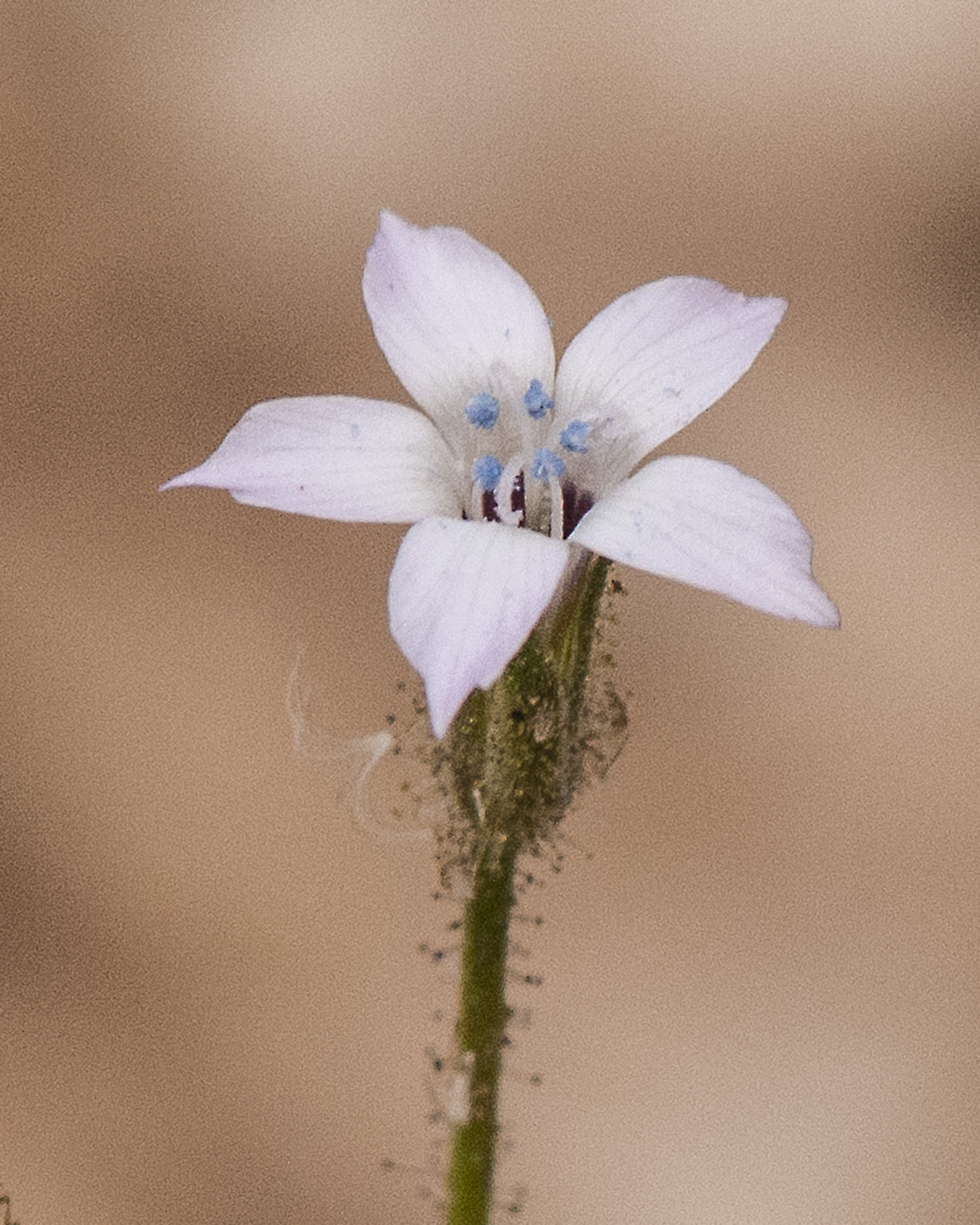 Star Gilia Flower