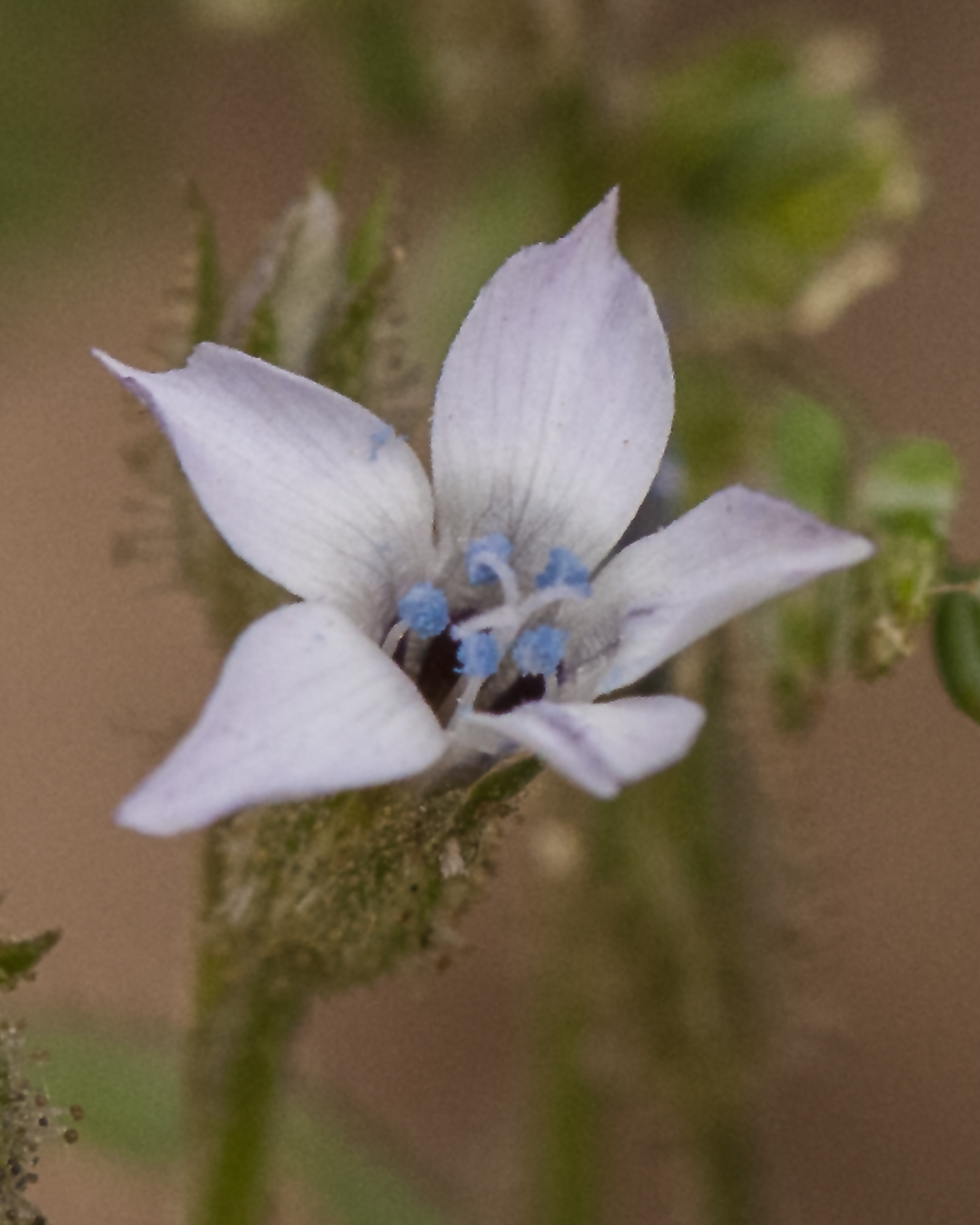 Star Gilia Flower