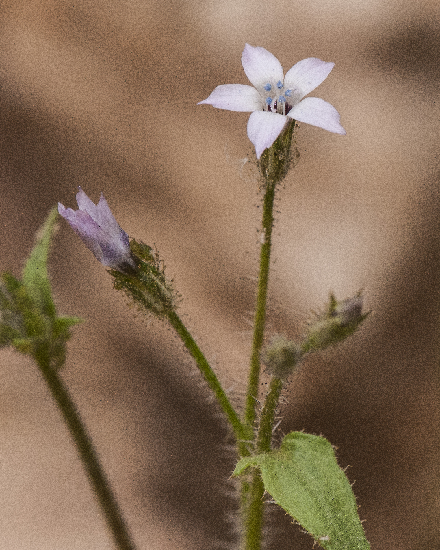 Star Gilia Stem
