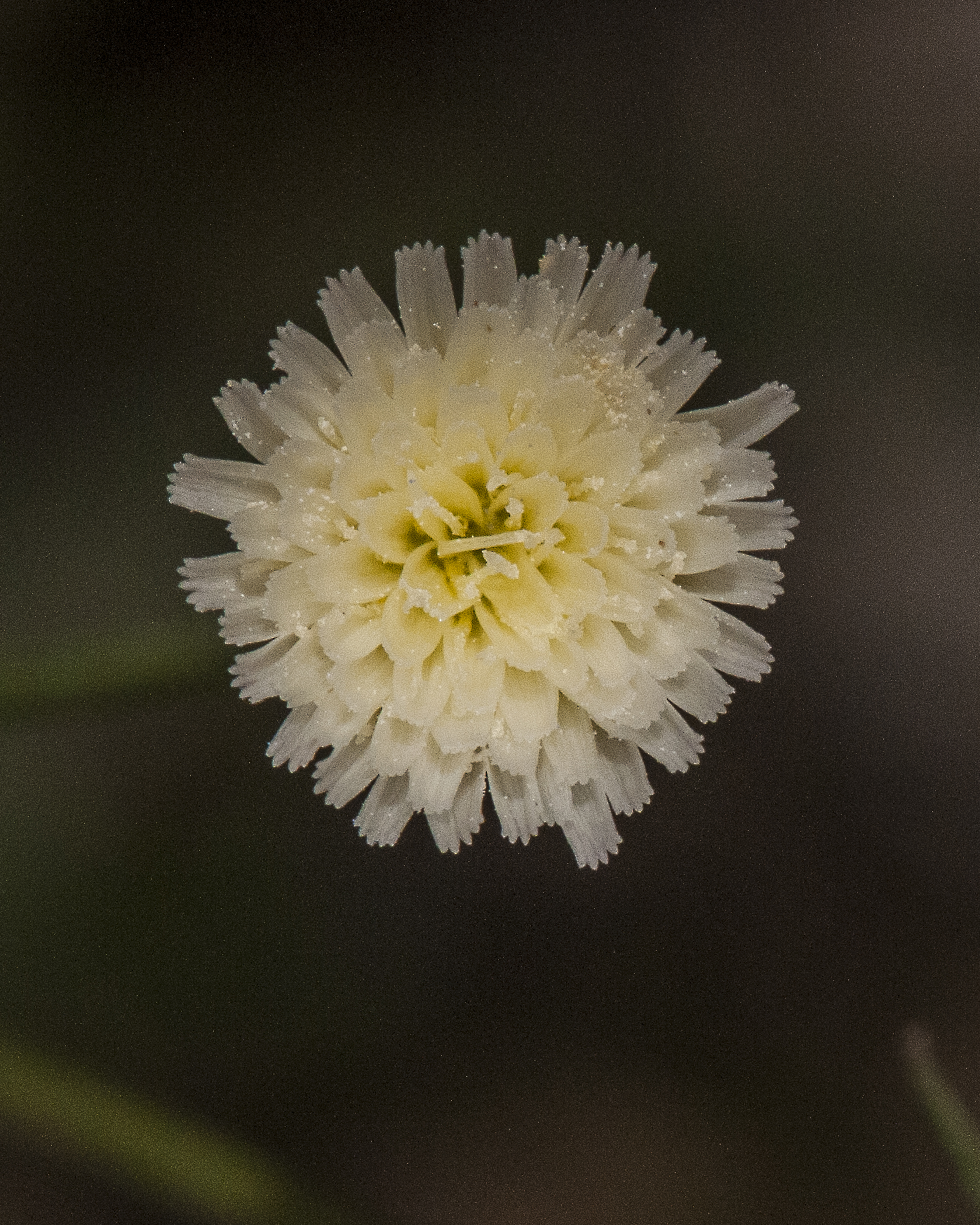 Stebbins' Desert Dandelion Flower