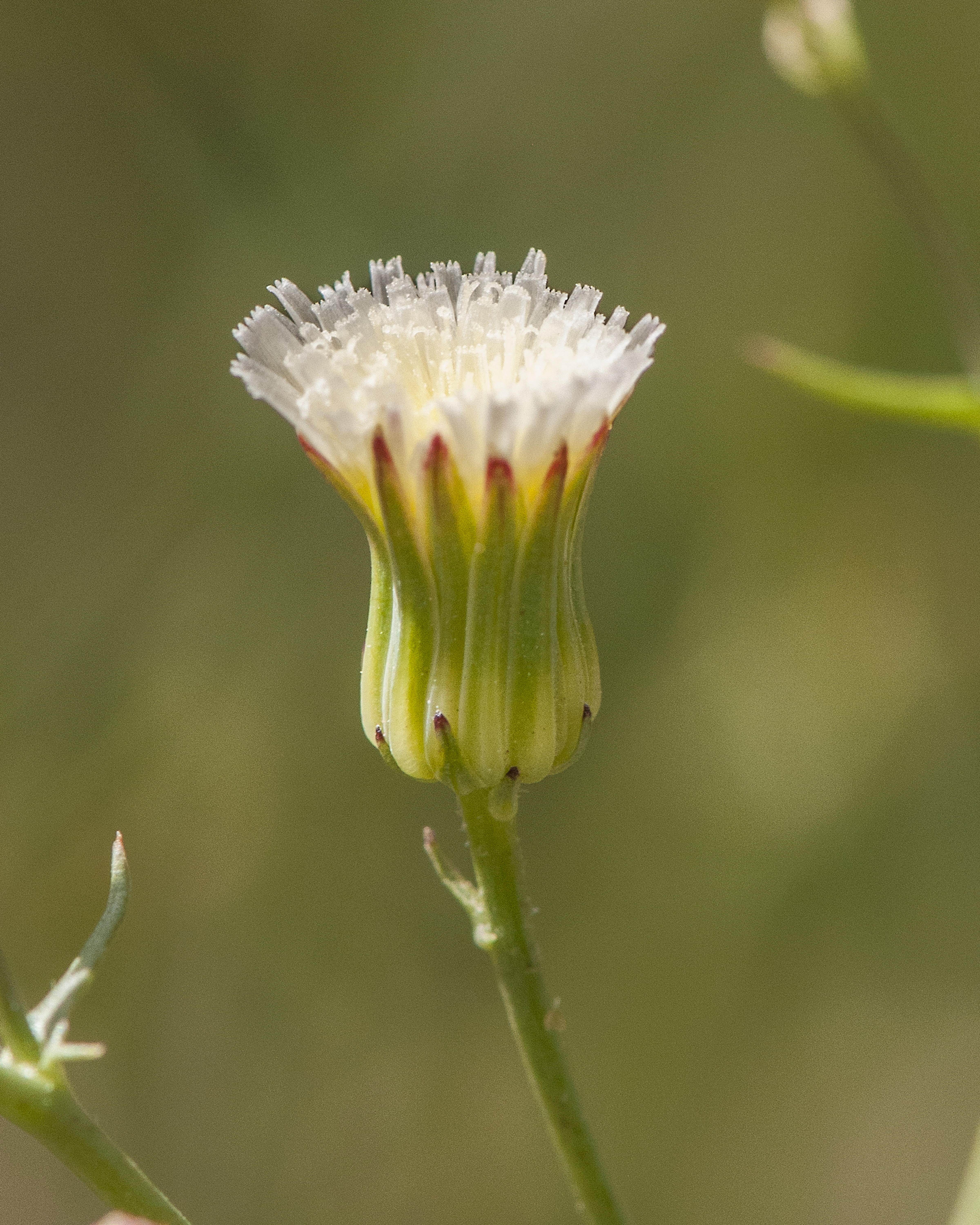 Stebbins' Desert Dandelion Flower