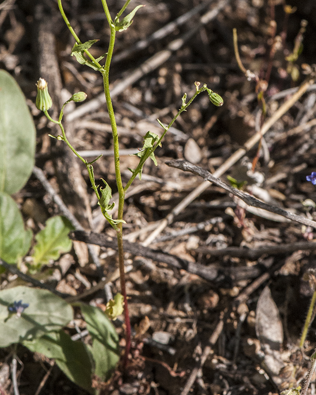 Stebbins' Desert Dandelion Leaves