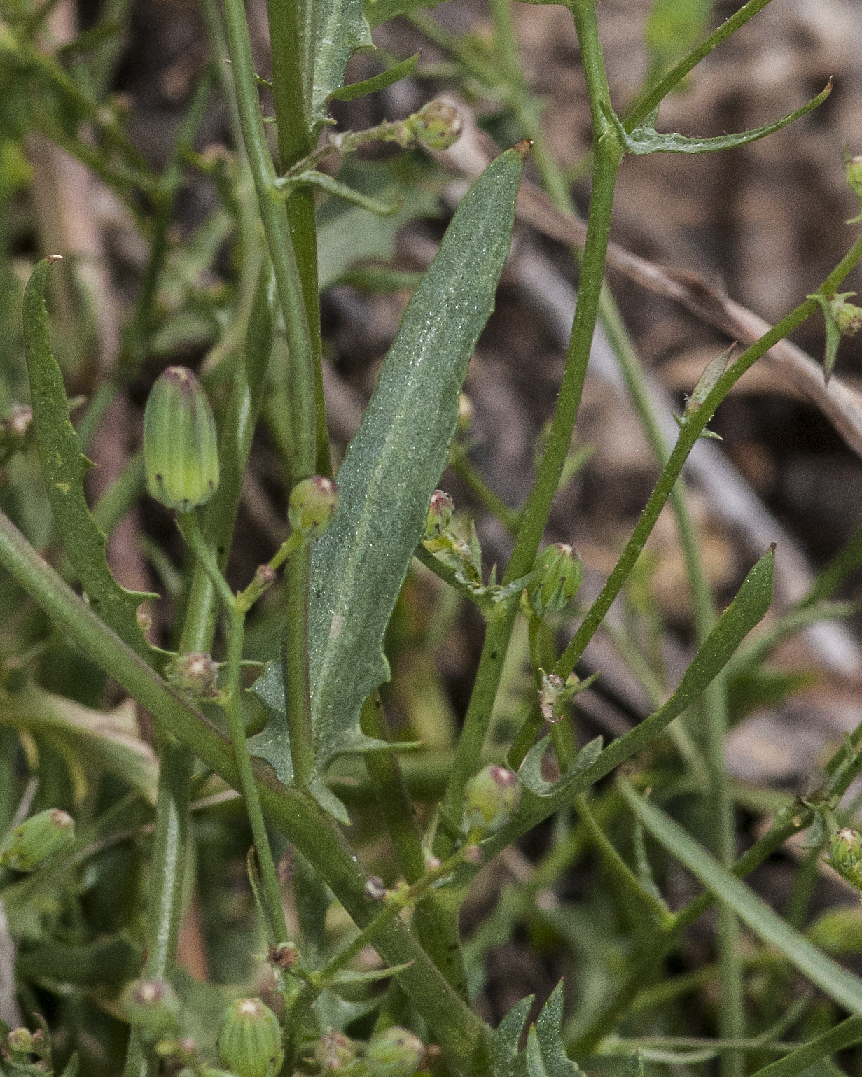 Stebbins' Desert Dandelion Leaves