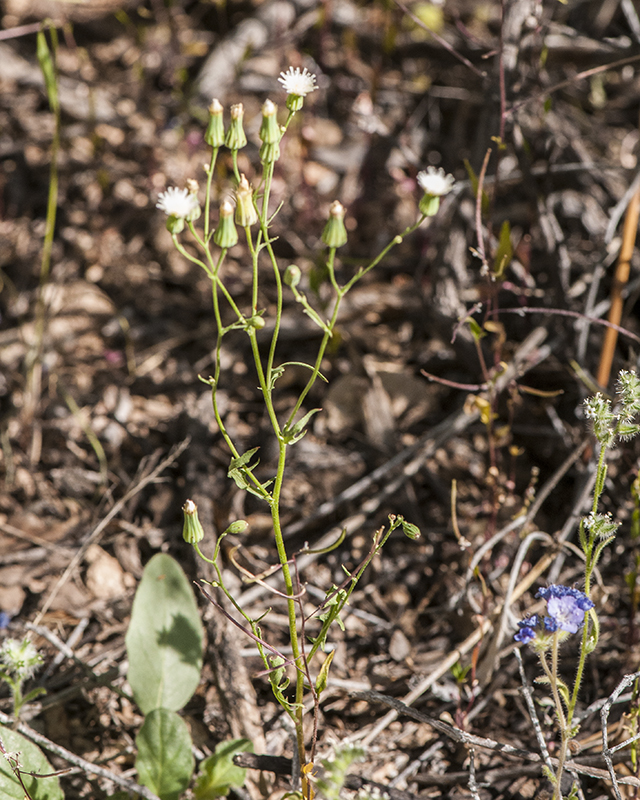 Stebbins' Desert Dandelion Plant