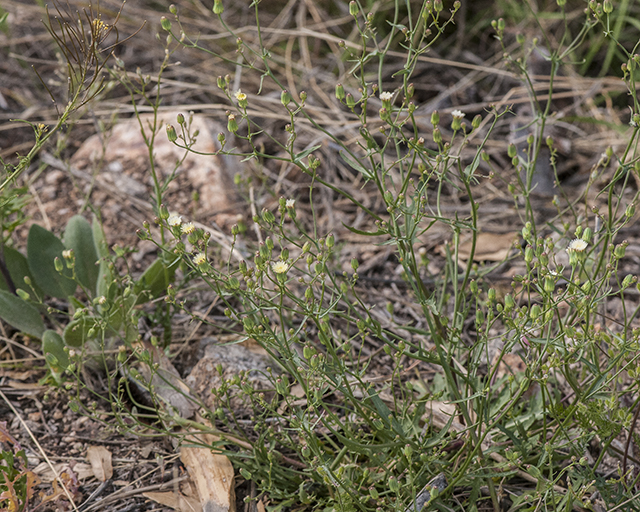 Stebbins' Desert Dandelion Plant