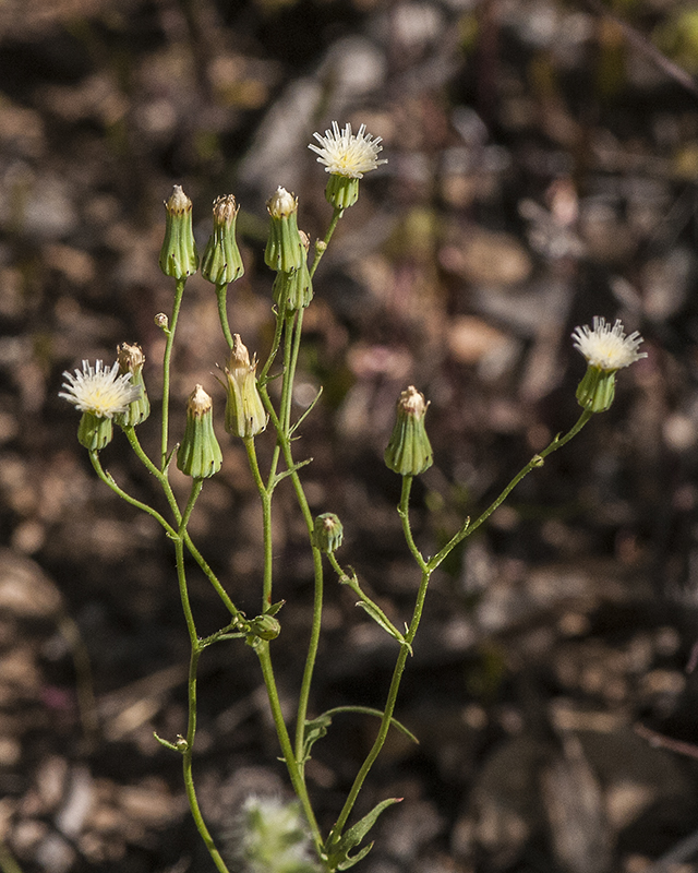 Stebbins' Desert Dandelion Stem