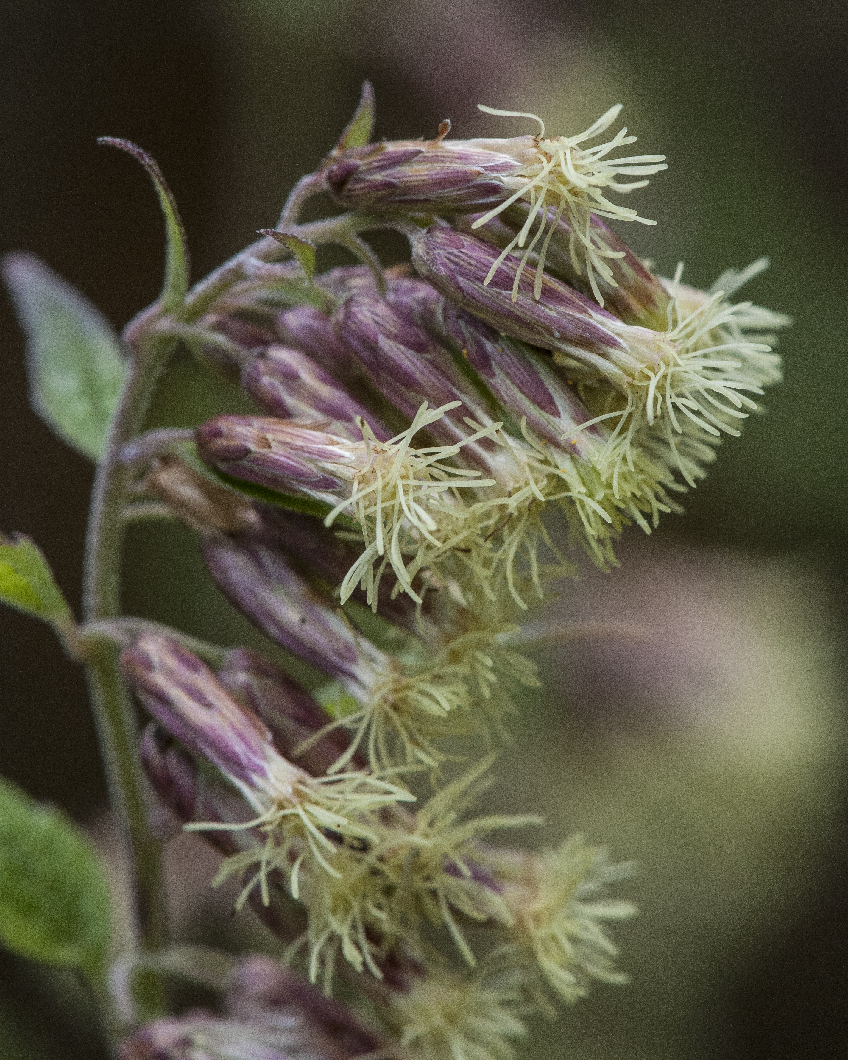 Stinking Brickelbush Flower