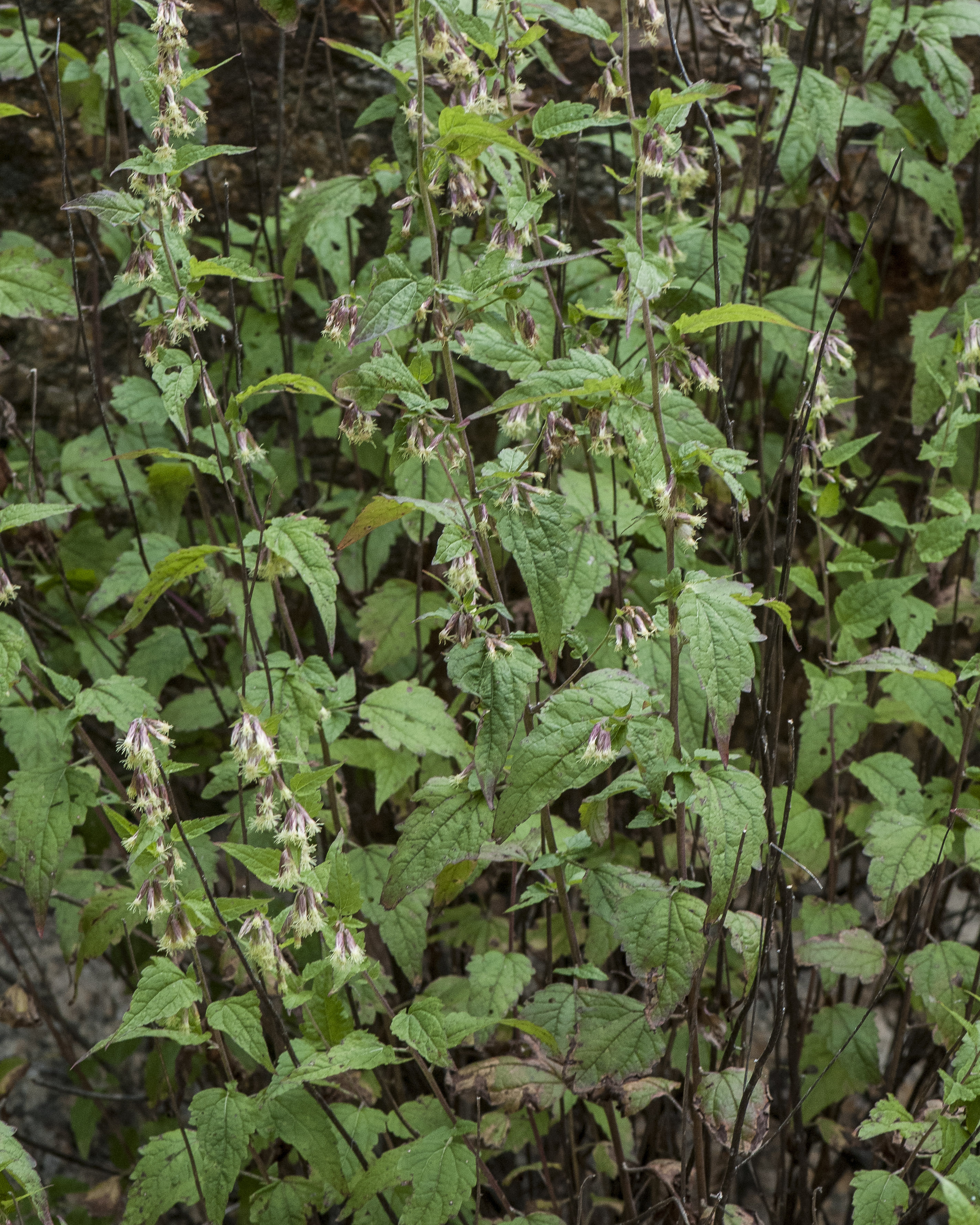 Stinking Brickelbush Plant