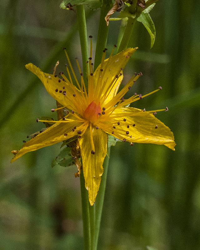 St. John's Wort Flower