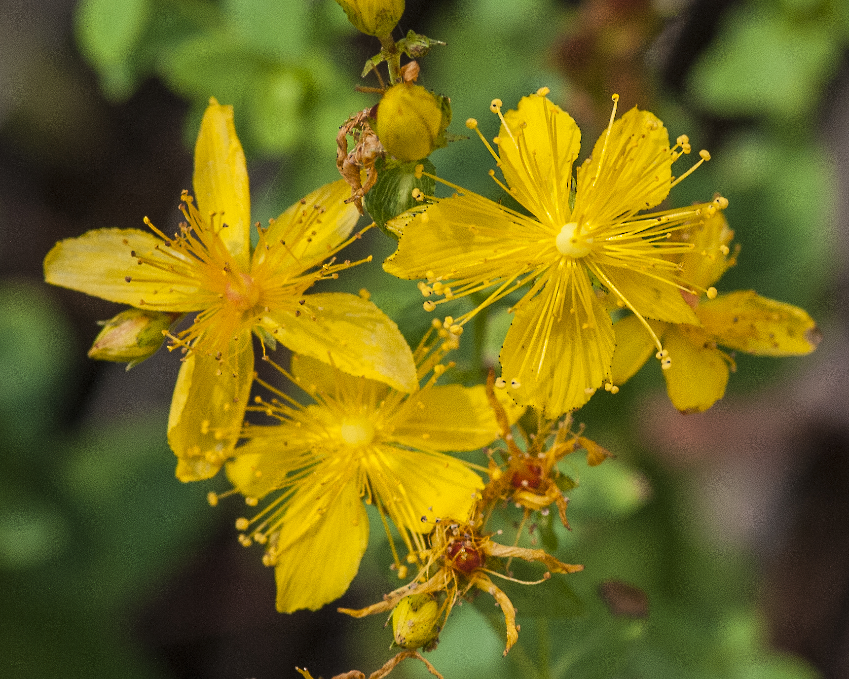 St. John's Wort Flower