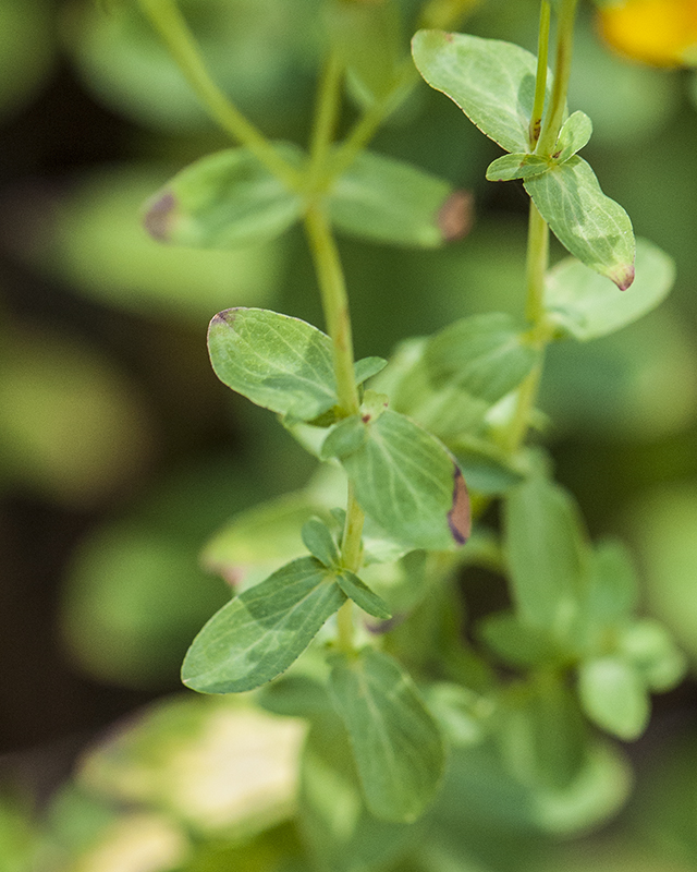 St. John's Wort Leaves