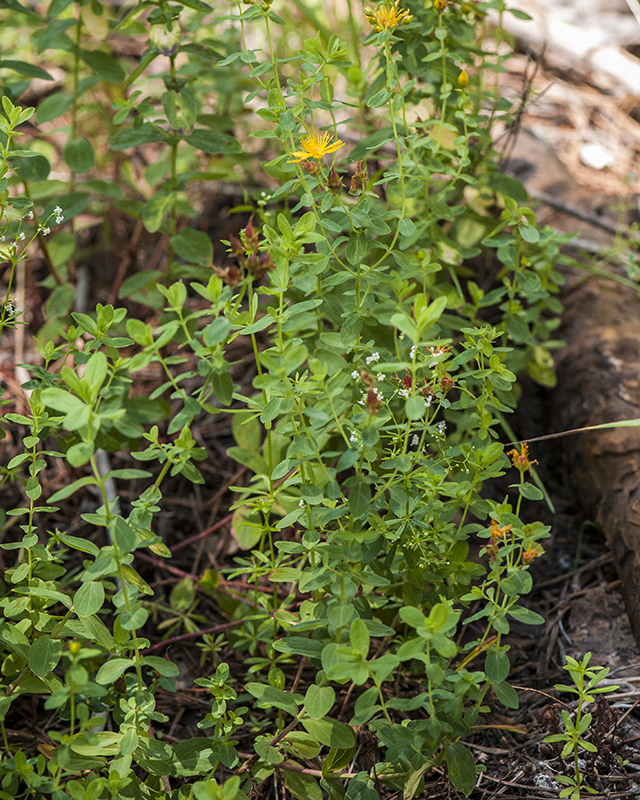 St. John's Wort Plant