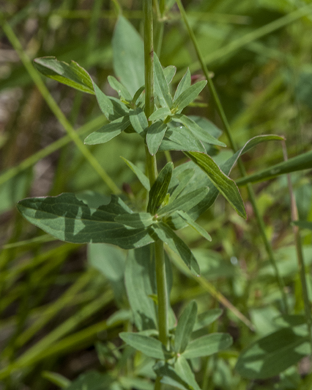 St. John's Wort Stem