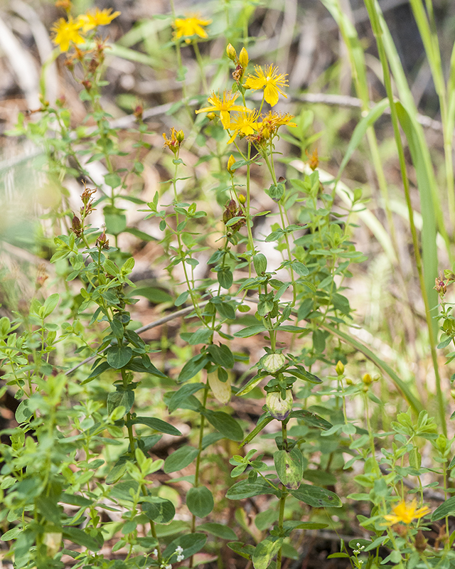 St. John's Wort Stem