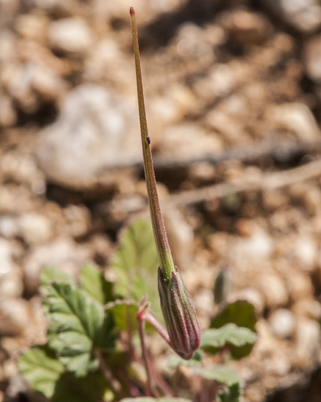 Stork's Bill Fruit