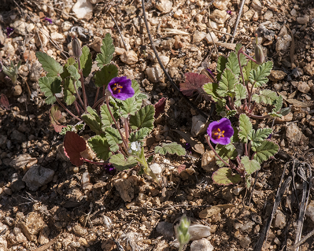 Stork's Bill Plant