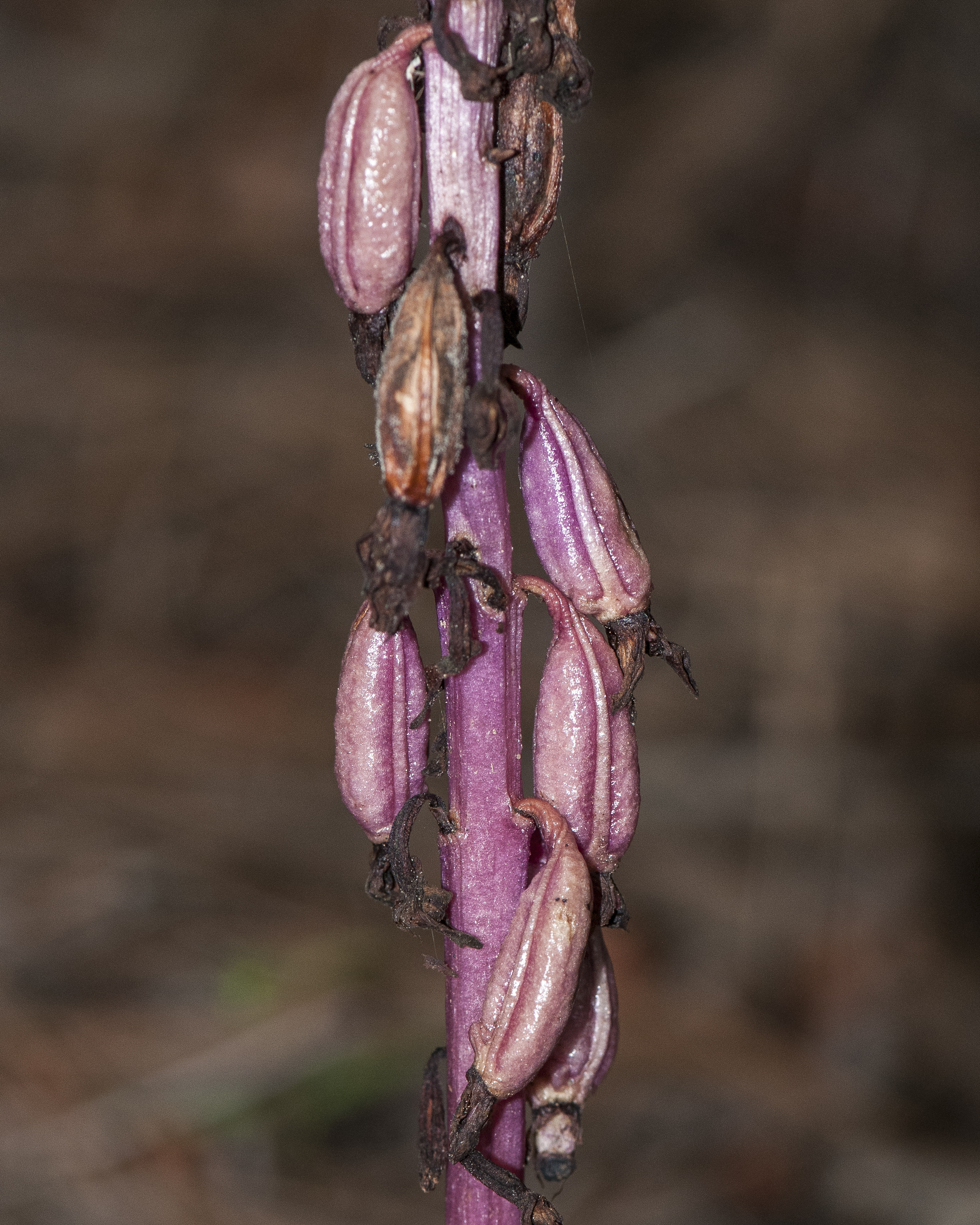 Striped Coral Root Flower